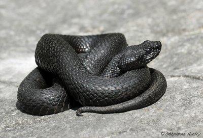Vipère aspic, Vipera aspis atra