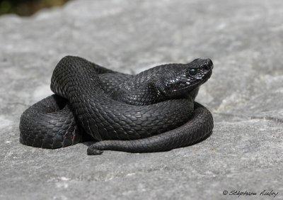 Vipère aspic, Vipera aspis atra