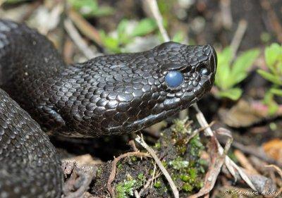 Vipère aspic, Vipera aspis atra