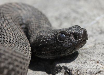 Vipère aspic, Vipera aspis atra