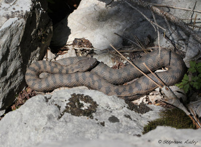 Vipère aspic, Vipera aspis atra