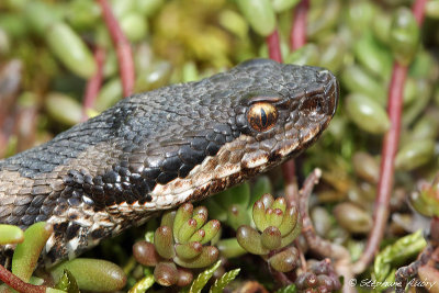 Vipre aspic, Vipera aspis atra