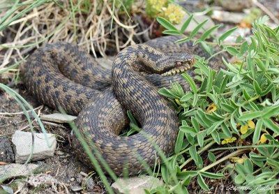 Vipre pliade, Vipera berus berus