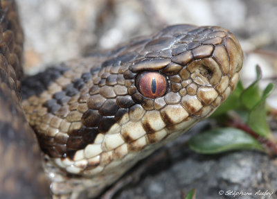 Vipre pliade, Vipera berus berus