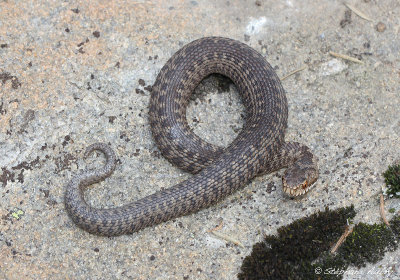 Vipère péliade, Vipera berus berus
