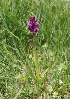 Dactylorhiza majalis