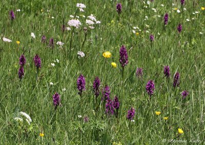 Dactylorhiza majalis