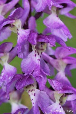 Androrchis mascula