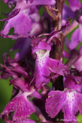 Androrchis mascula