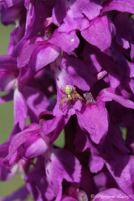 Androrchis mascula