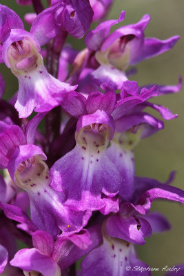 Androrchis mascula