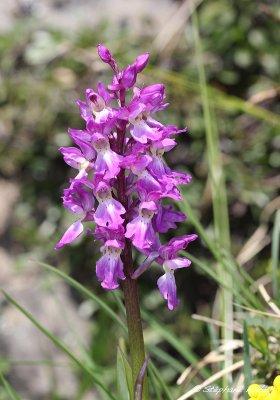 Orchis mascula
