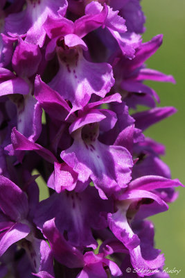 Androrchis mascula