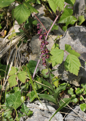 Epipactis atrorubens