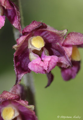 Epipactis atrorubens