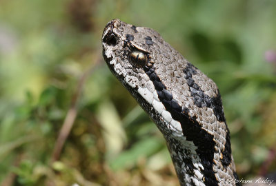 Vipre aspic, Vipera aspis atra