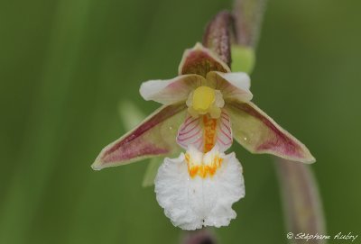 Epipactis palustris