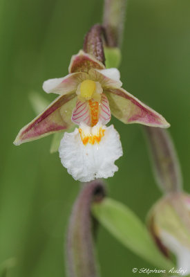 Epipactis palustris