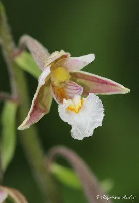 Epipactis palustris