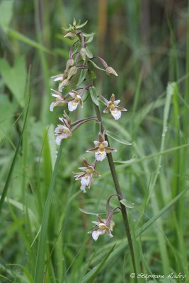 Epipactis palustris