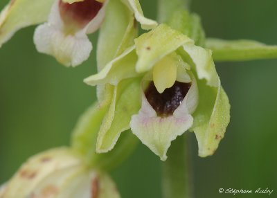 Epipactis muelleri