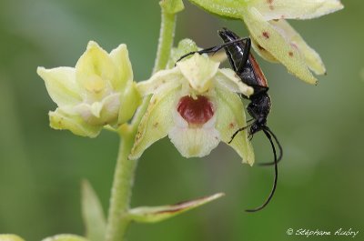 Epipactis muelleri