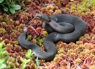 Vipre pliade, Vipera berus berus