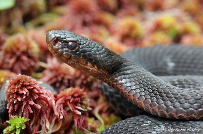 Vipère péliade, Vipera berus berus