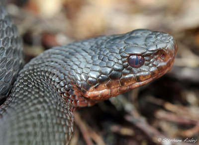 Vipre pliade, Vipera berus berus