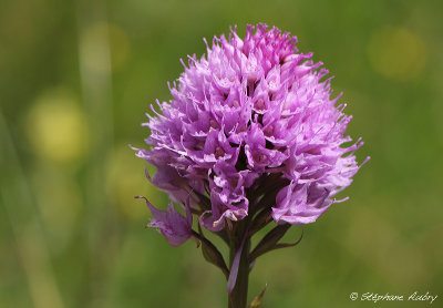 Traunsteinera globosa