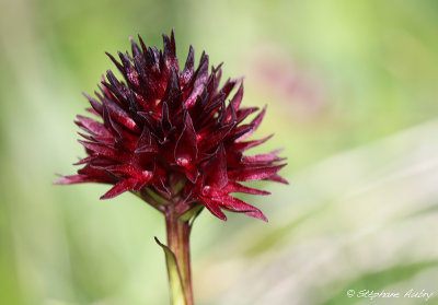 Gymnadenia rhellicani