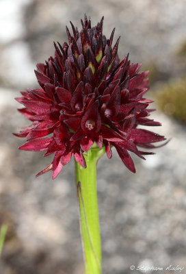 Gymnadenia rhellicani