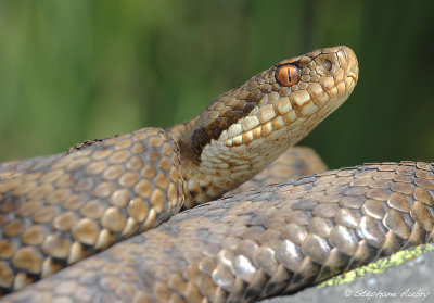 Vipre pliade, Vipera berus berus