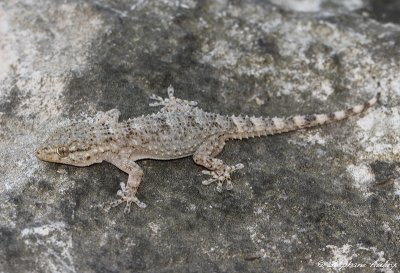 Tarente, Tarentola mauretanica mauretanica