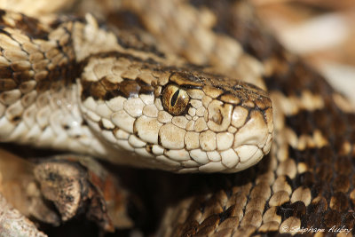 Vipre d'Orsini, Vipera ursinii ursinii