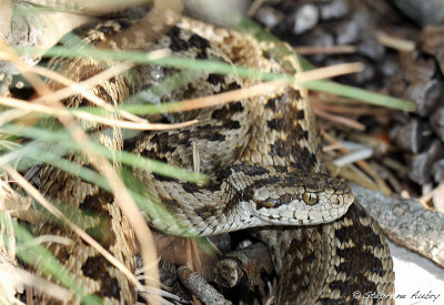 Vipre d'Orsini, Vipera ursinii ursinii