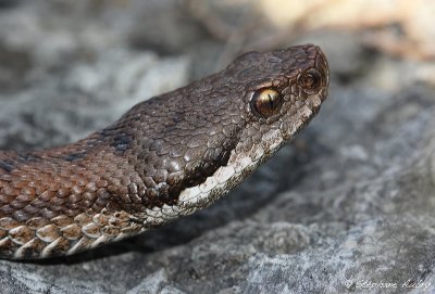 Vipre aspic, Vipera aspis aspis