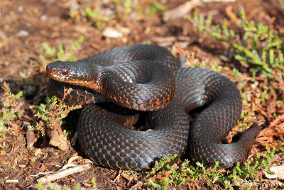 Vipre pliade, Vipera berus berus