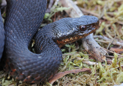 Vipre pliade, Vipera berus berus