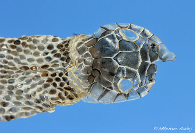 Couleuvre  collier, Natrix helvetica