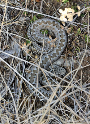 Vipre d'Orsini, Vipera ursinii ursinii