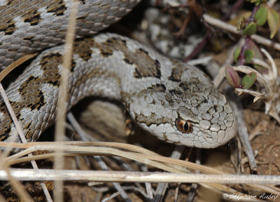 Vipre d'Orsini, Vipera ursinii ursinii