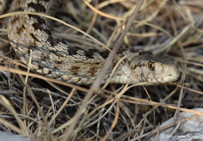 Vipre d'Orsini, Vipera ursinii ursinii