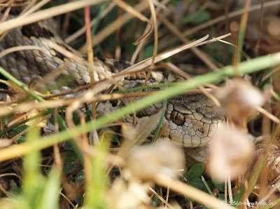 Vipre d'Orsini, Vipera ursinii ursinii