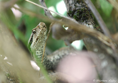 Vipre aspic, Vipera aspis aspis