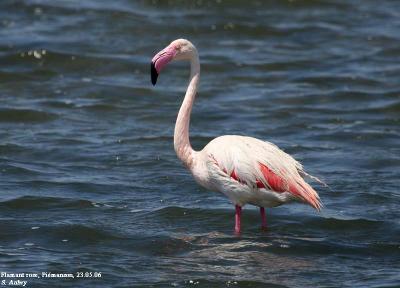 Flamant rose, Phoenicopterus ruber