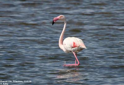 Flamant rose, Phoenicopterus ruber