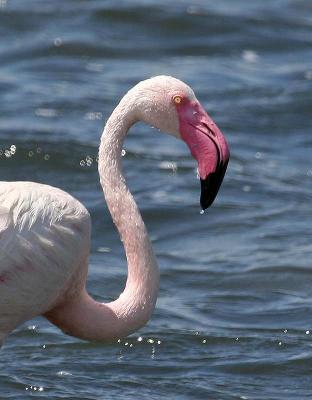 Flamant rose, Phoenicopterus ruber