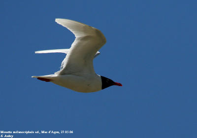 Mouette mélanocéphale, Larus melanocephalus