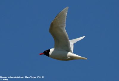 Mouette mélanocéphale, Larus melanocephalus
